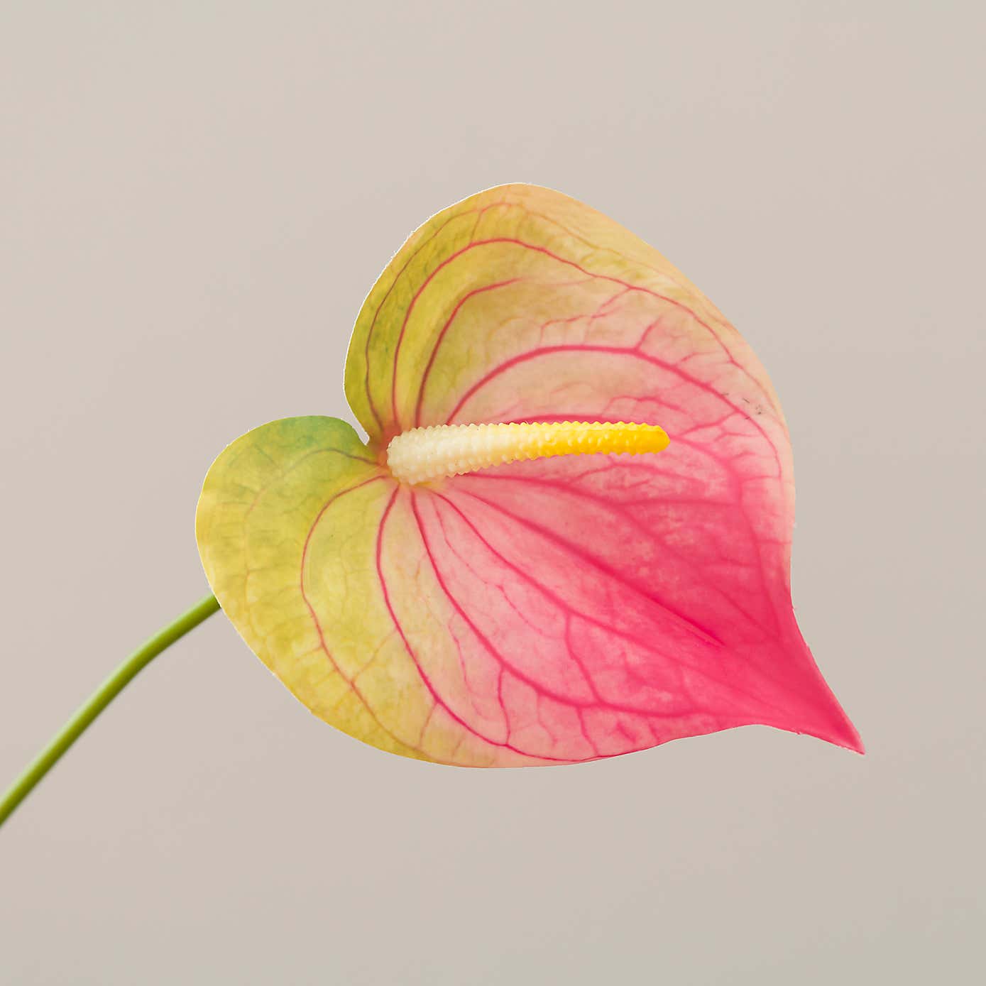 Artificial Anthurium Stem