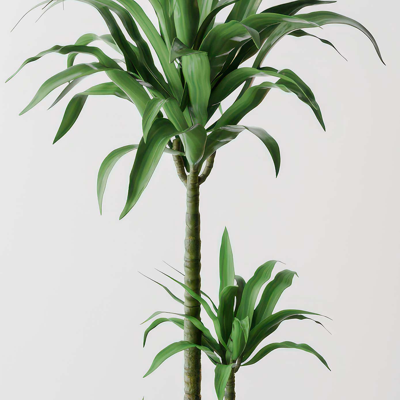 Beards & Daisies Dracaena Steudneri House Plant