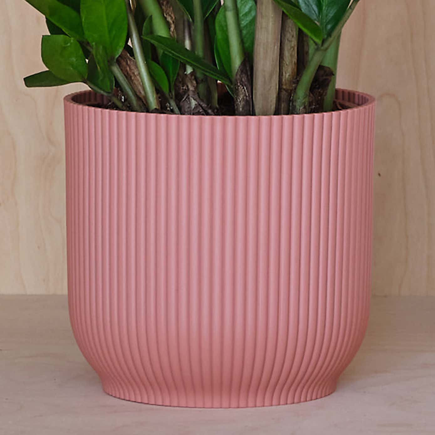 ZZ House Plant in Elho Pot