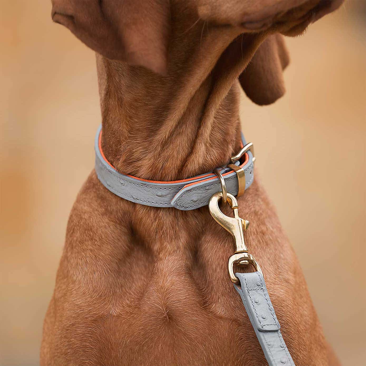 Lords and Labradors Ostrich Leather Dog Collar