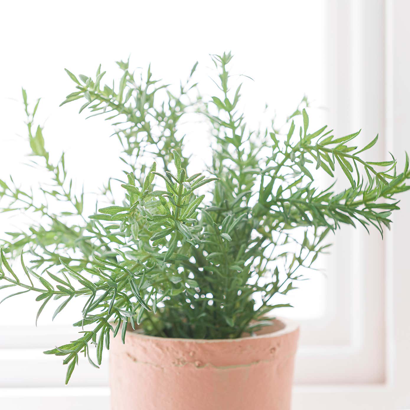 Artificial Thyme in Orange Cement Plant Pot