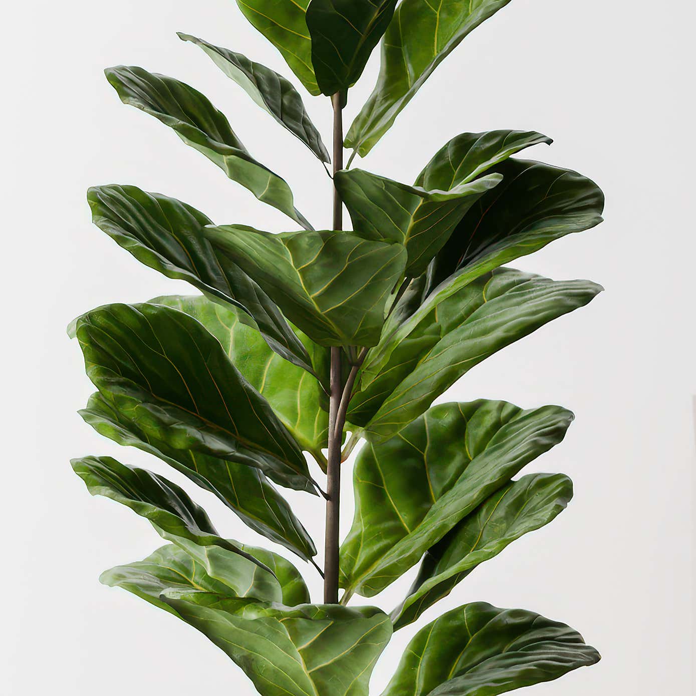 Beards & Daisies Fiddle Leaf Fig House Plant in Earthenware Pot