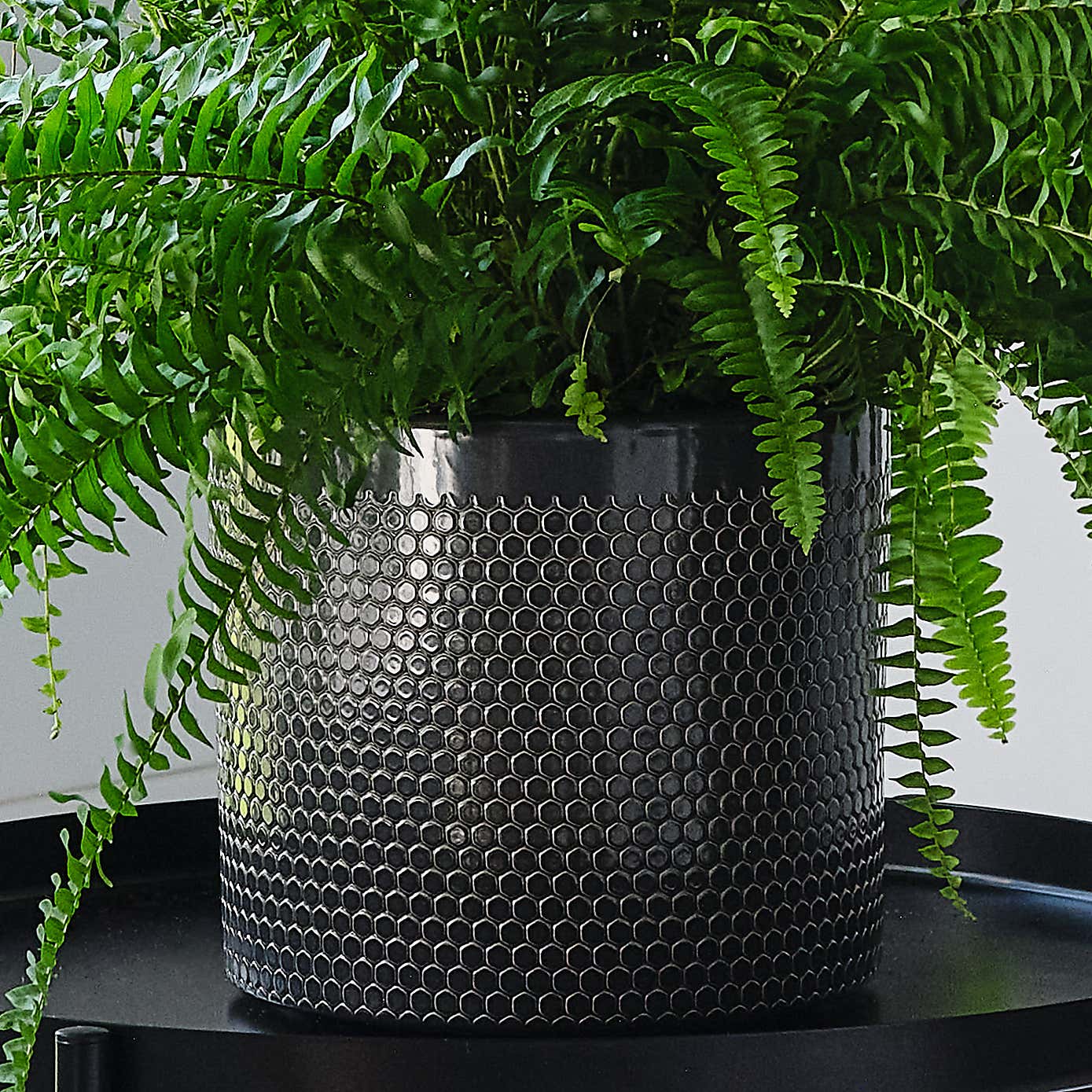 Boston Fern House Plant in Capri Pot