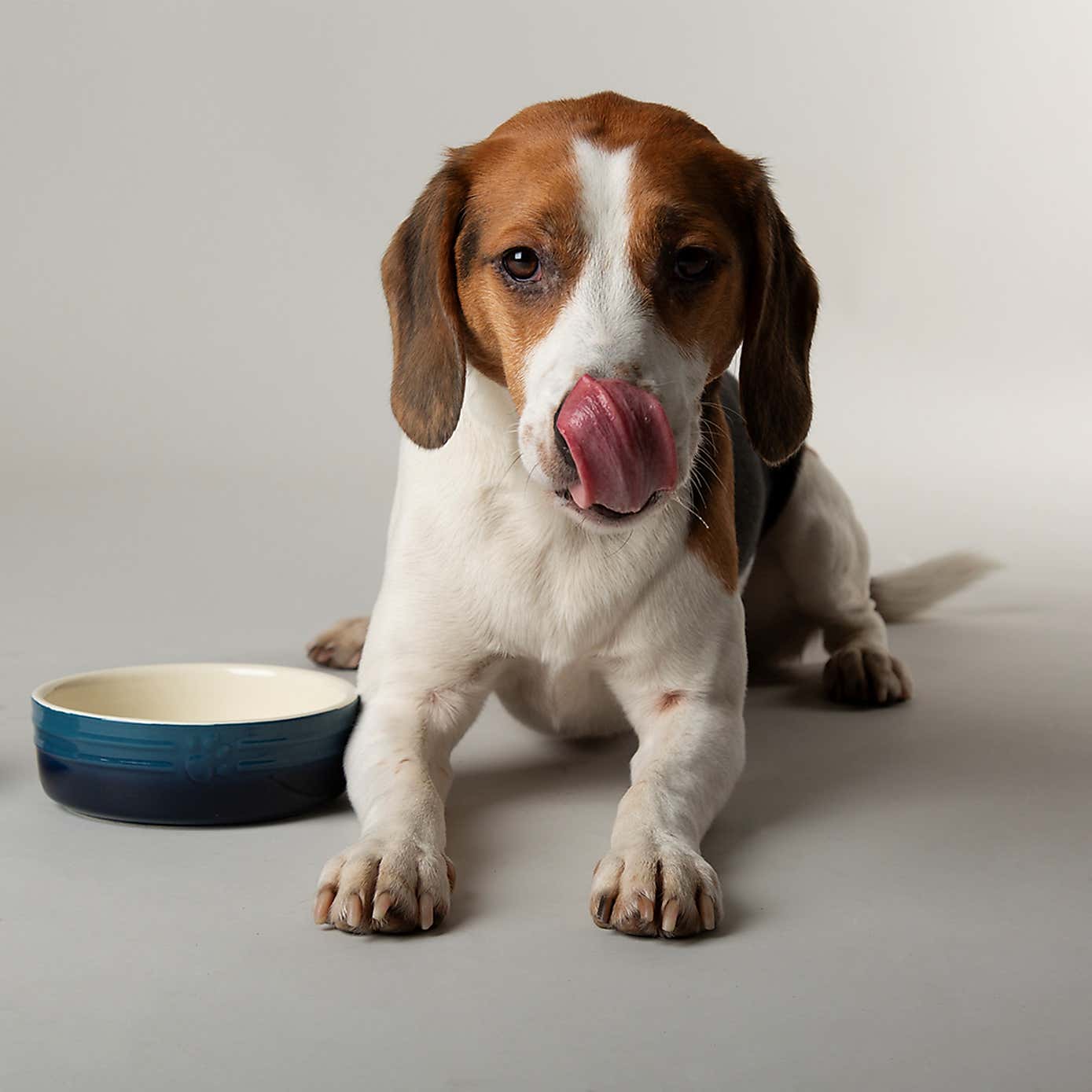 Set of 2 Scruffs Ombre Bowls