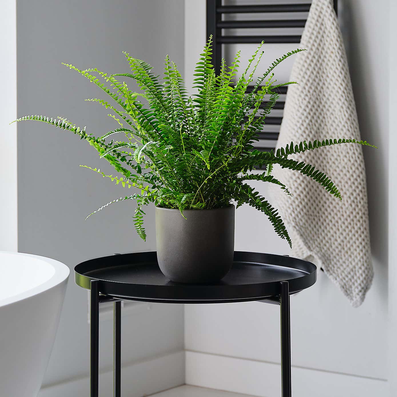 Boston Fern House Plant in Earthenware Pot