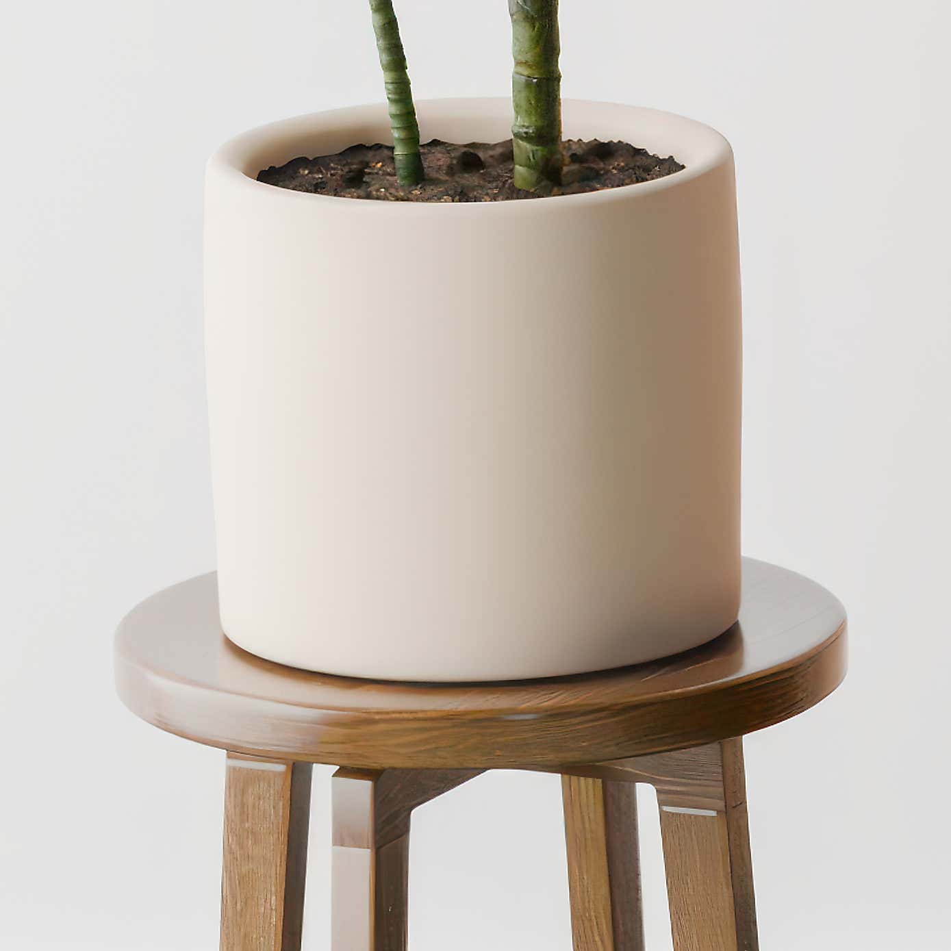 Beards & Daisies Dracaena Steudneri House Plant in Earthenware Pot