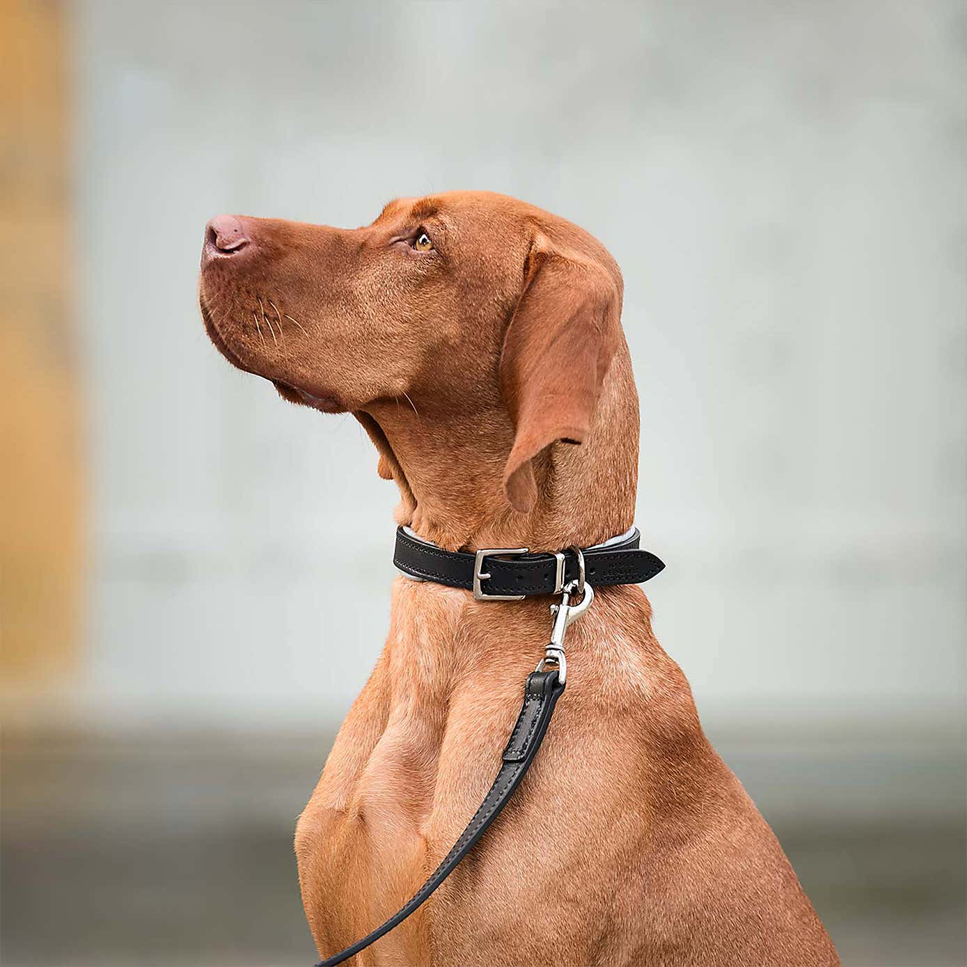 Lords and Labradors Italian Padded Leather Dog Lead