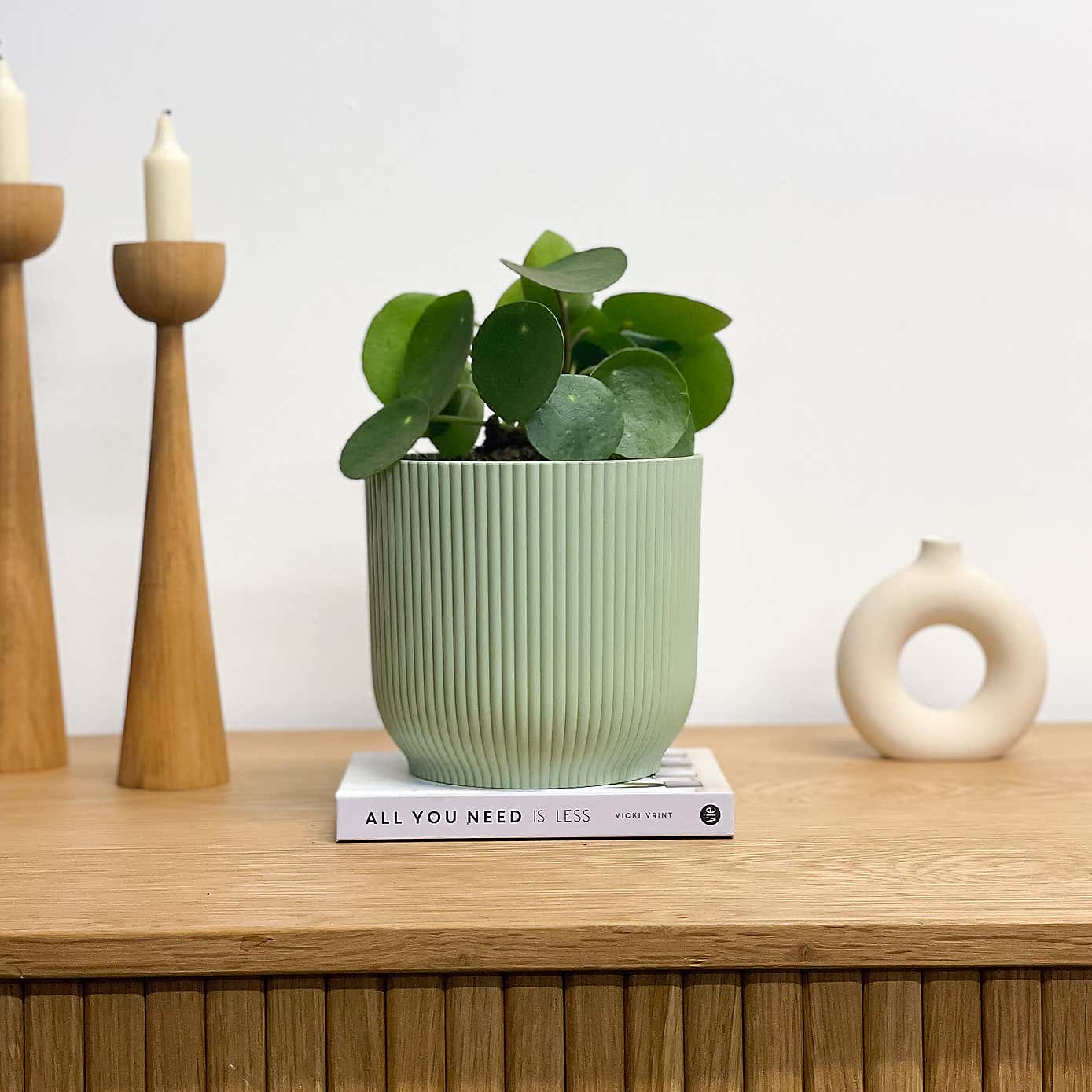 Chinese Money House Plant in Elho Pot