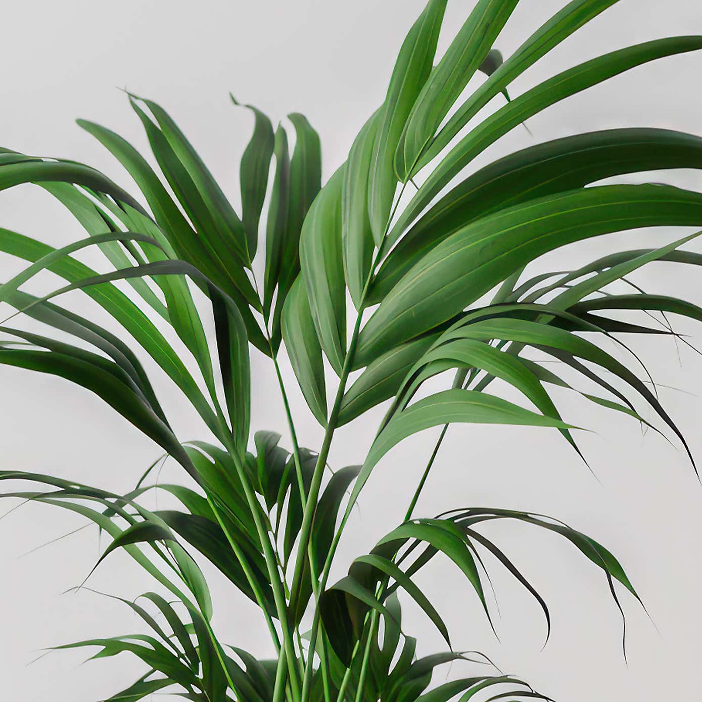 Kentia Palm House Plant in Earthenware Pot