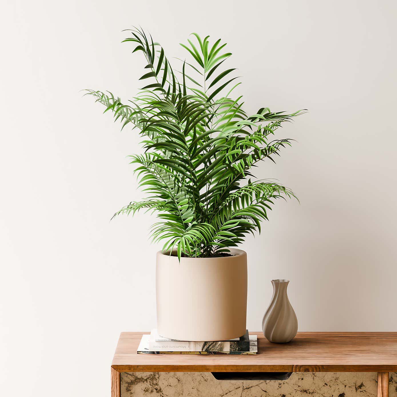 Beards & Daisies Parlour Palm House Plant in Earthenware Pot