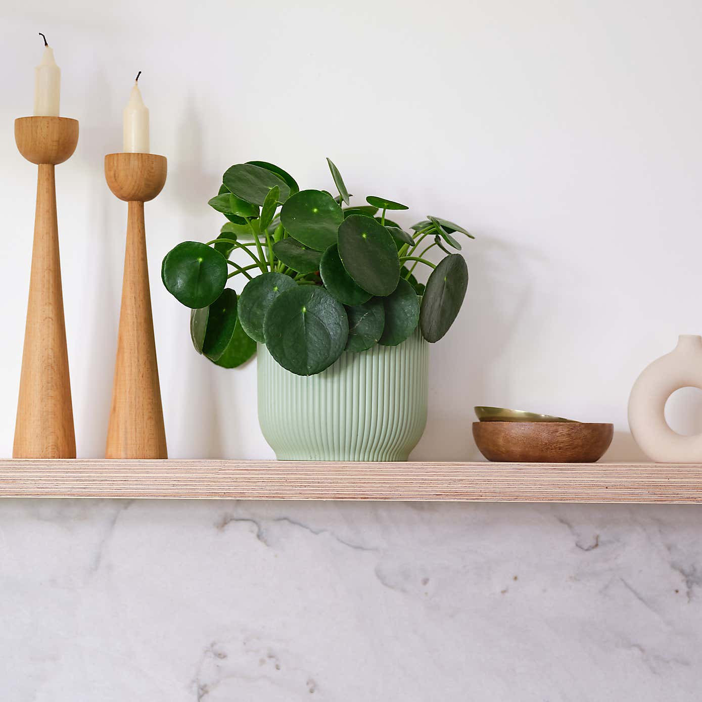 Chinese Money House Plant in Elho Pot