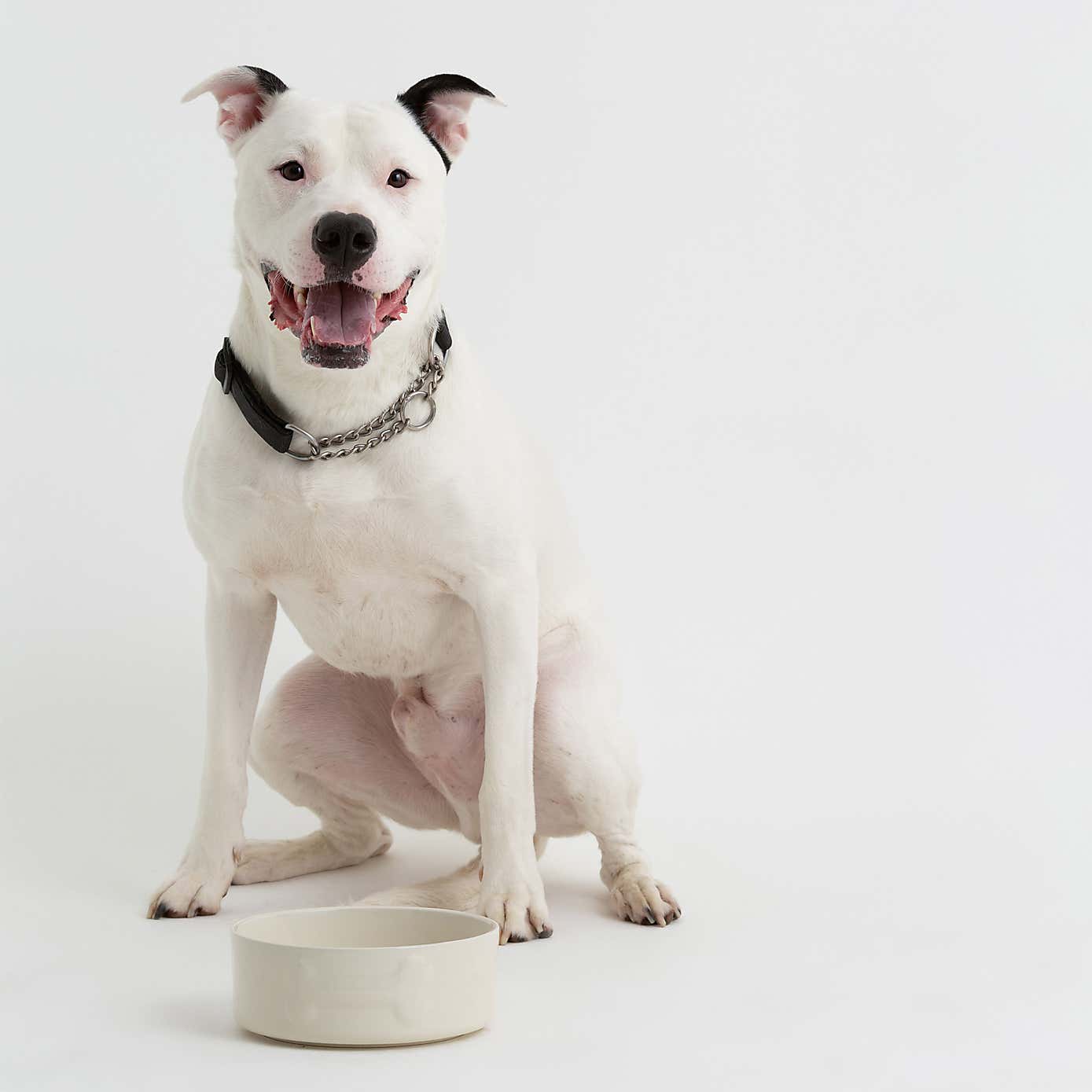 Mason Cash Set of 2 Bone Dog Bowls