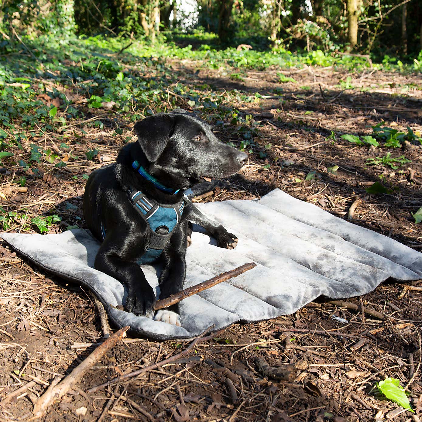 Scruffs Expedition Roll Up Travel Pet Bed