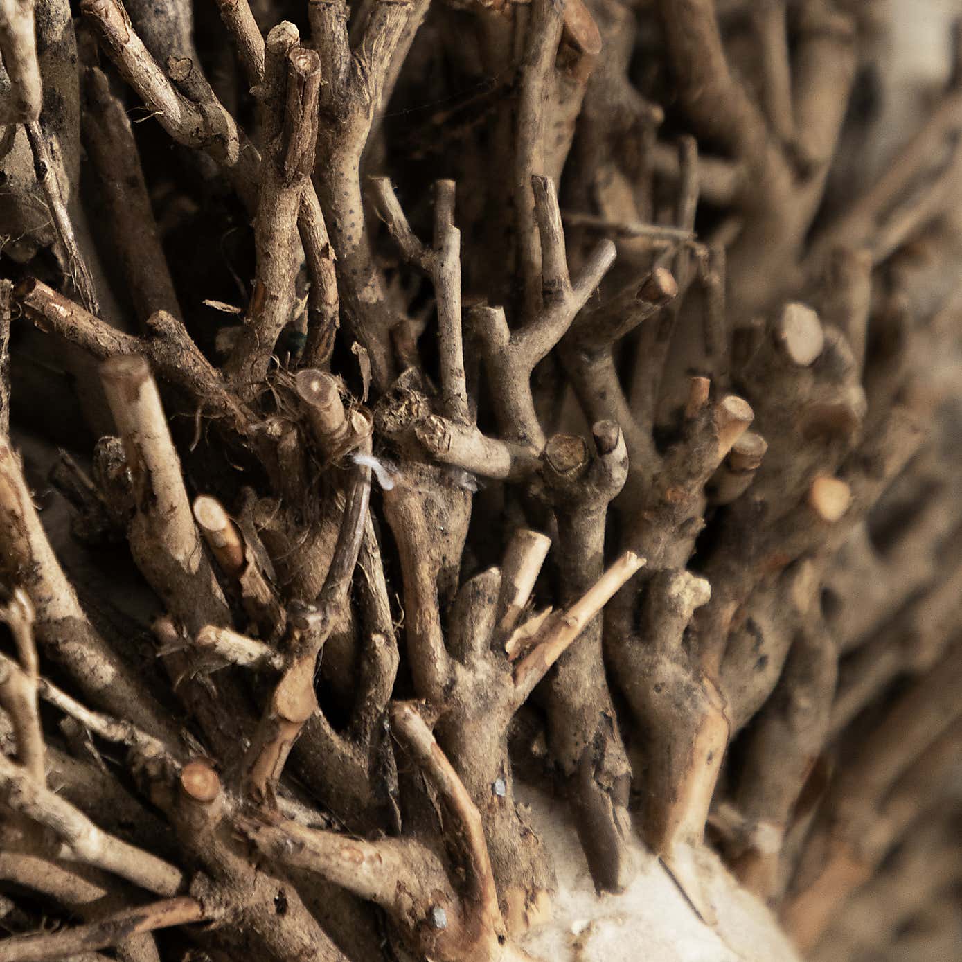 Voyage Maison Beau Wall Mounted Ram Head Ornament