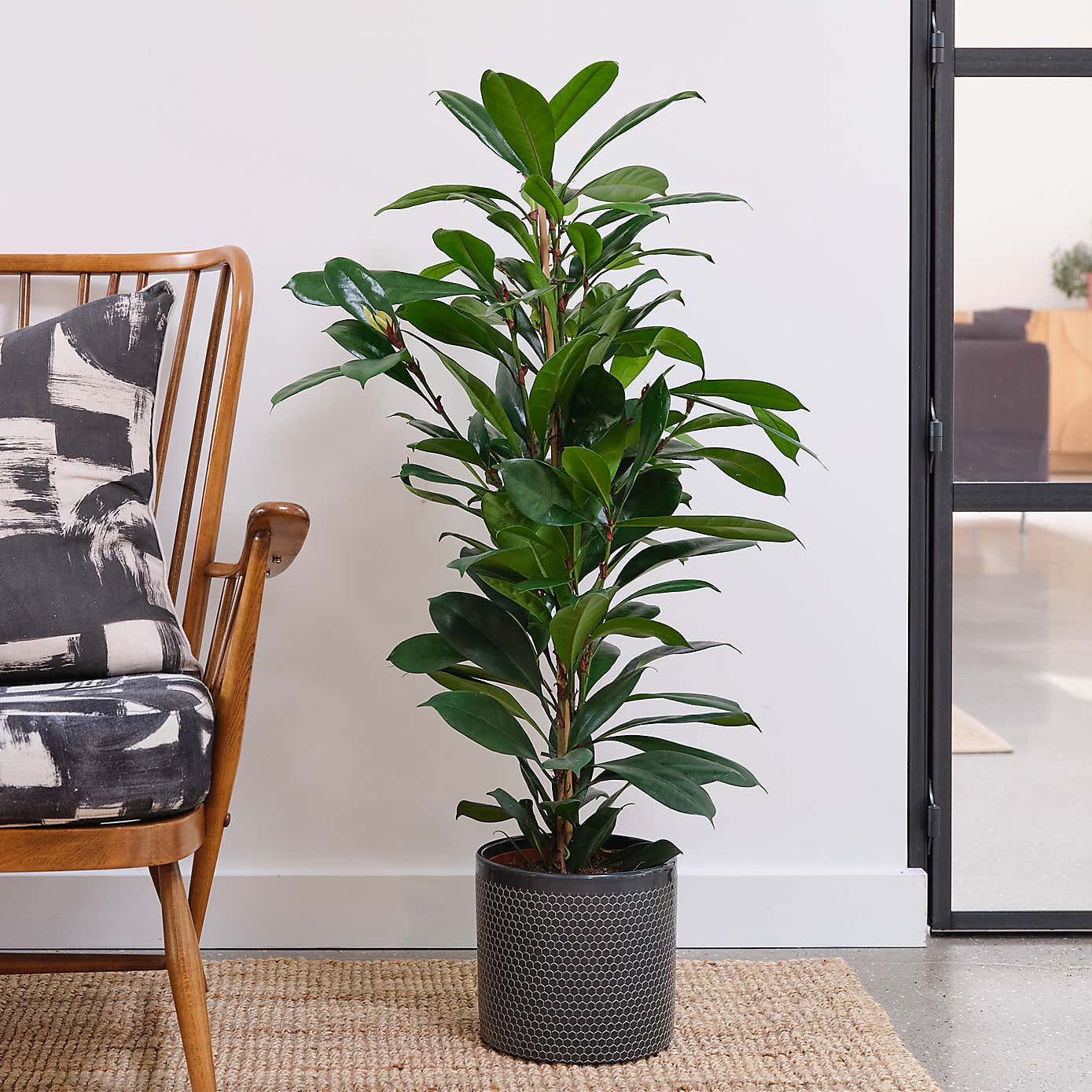 African Fig House Plant in Capri Pot