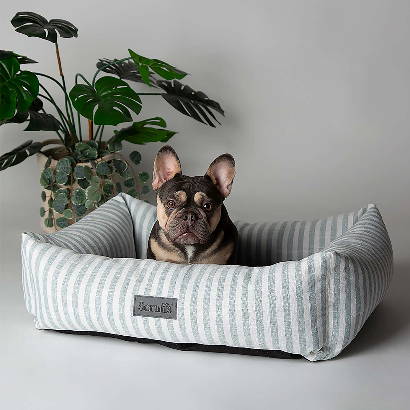 Scruffs Luxury Coast Dog Box Bed