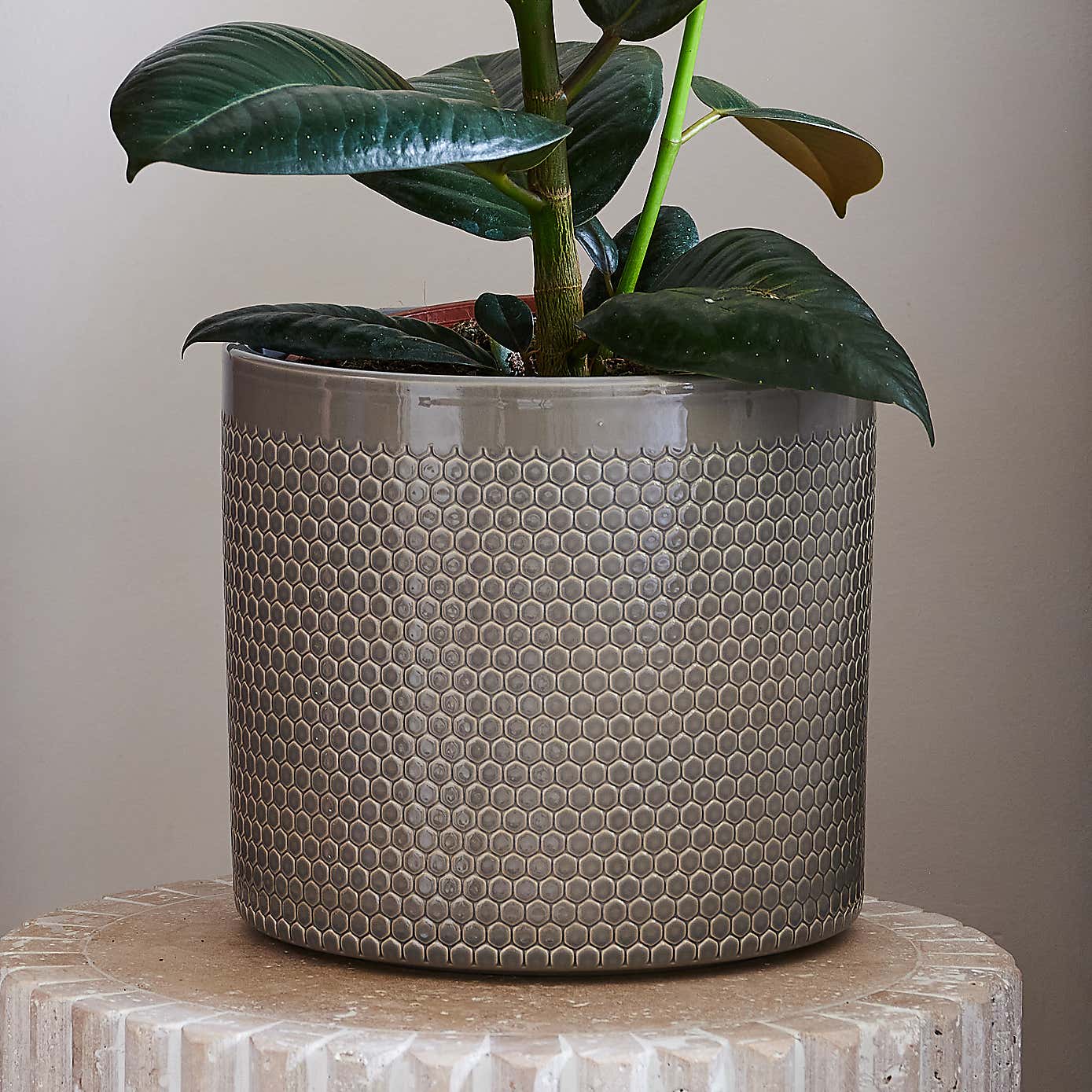 Beards & Daisies Rubber Plant House Plant in Capri Pot