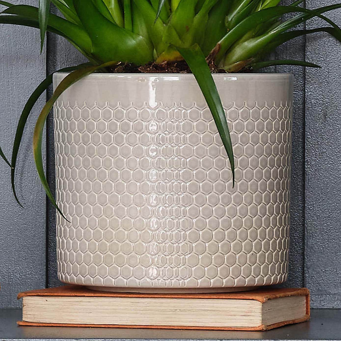 Vriesea Astrid House Plant in Capri Pot