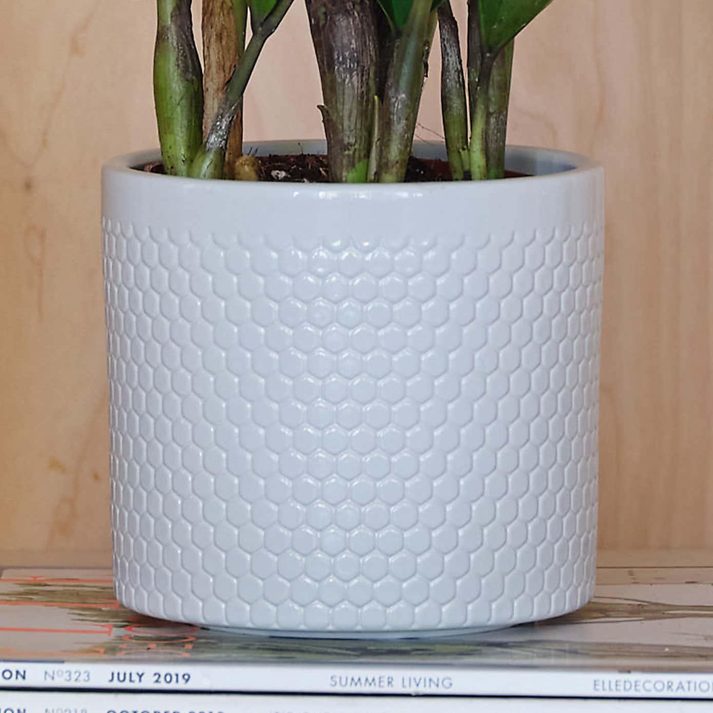 ZZ House Plant in Capri Pot