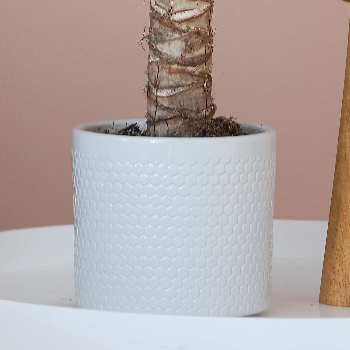 Yucca House Plant in Capri Pot