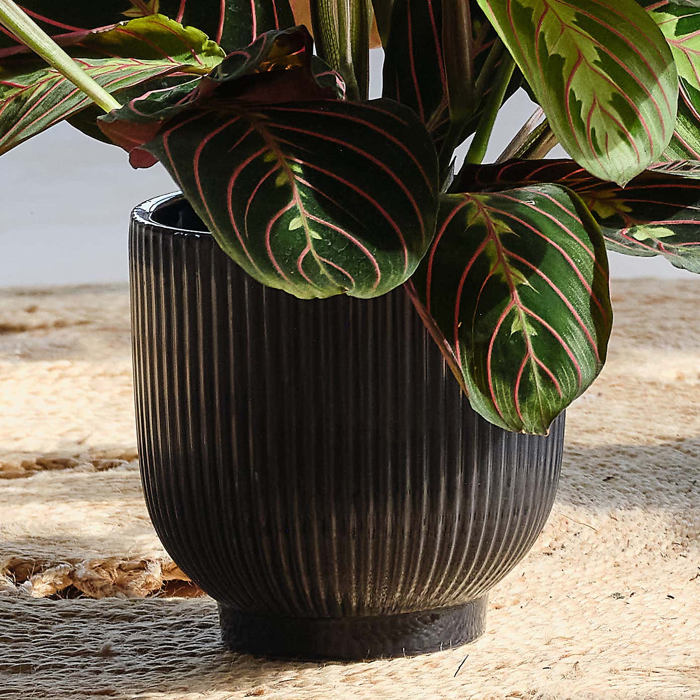 Pet Friendly Potted House Plant Bundle