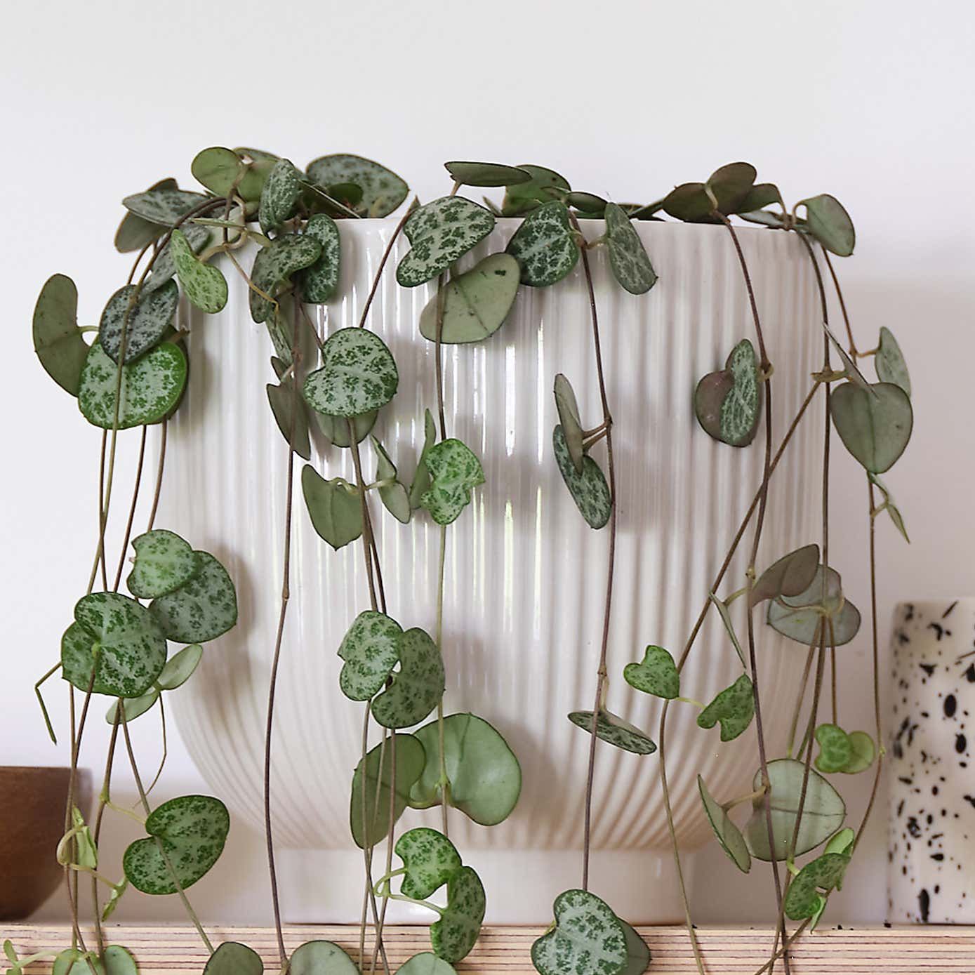 String Of Hearts House Plant in Ribbed Pot