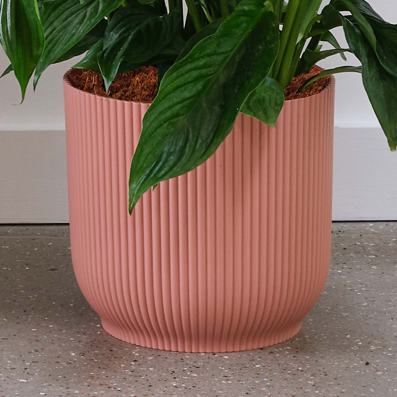 Peace Lily House Plant in Elho Pot