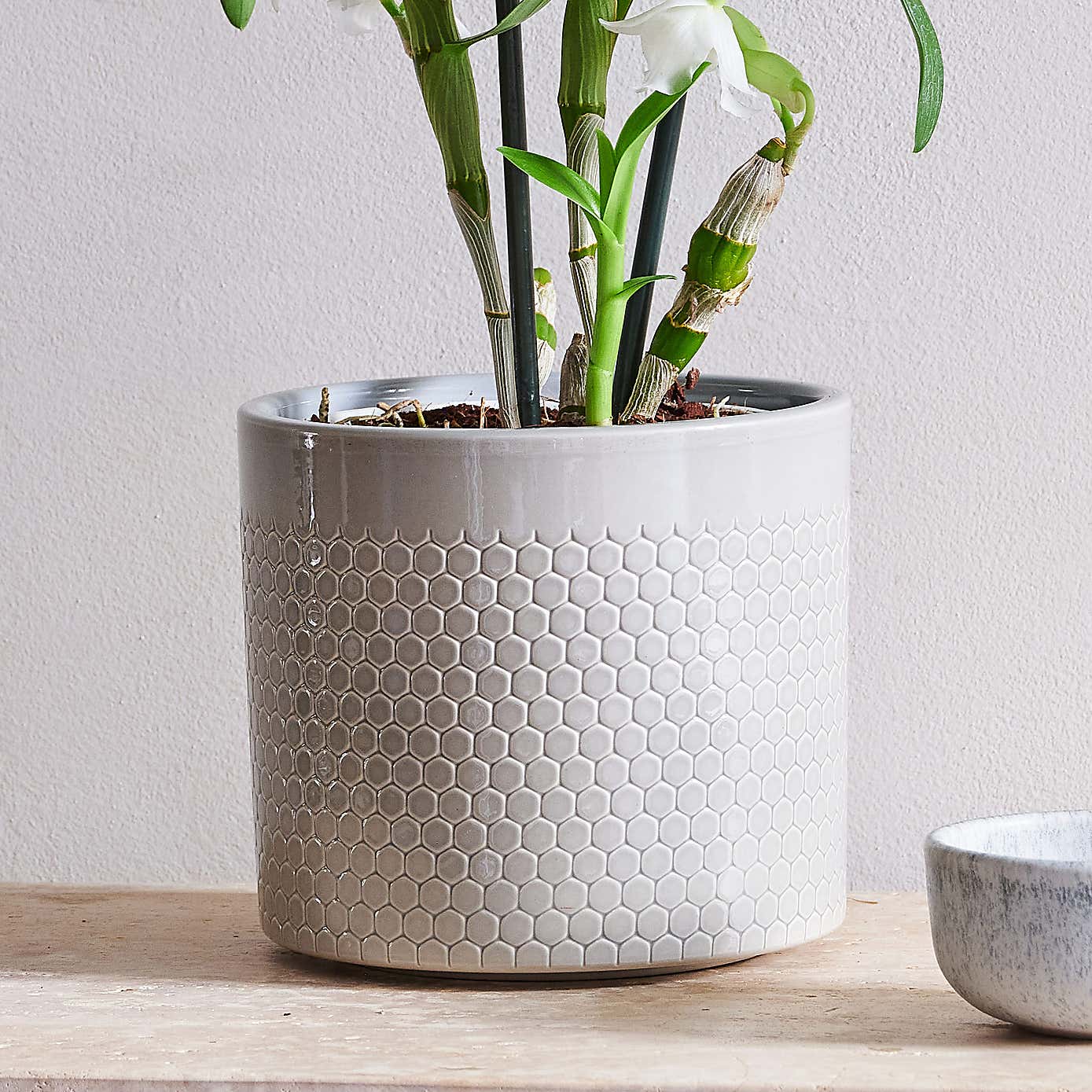 Beards & Daisies Dendrobium Bamboo Orchid House Plant in Capri Pot