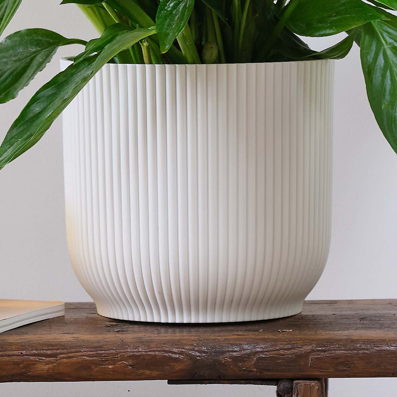Peace Lily House Plant in Elho Pot
