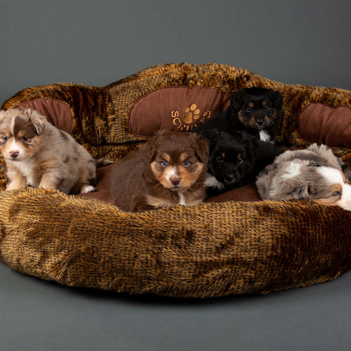 Scruffs Cub Bear Dog Bed