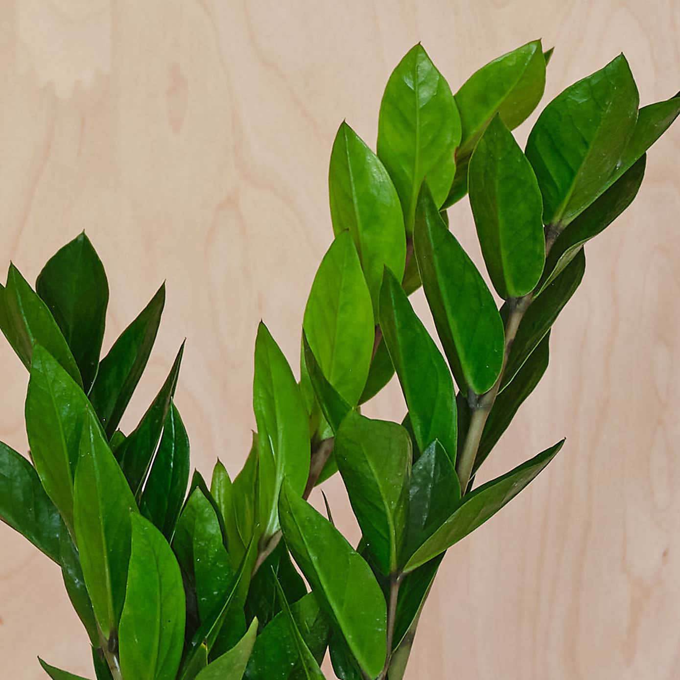 ZZ House Plant in Earthenware Pot