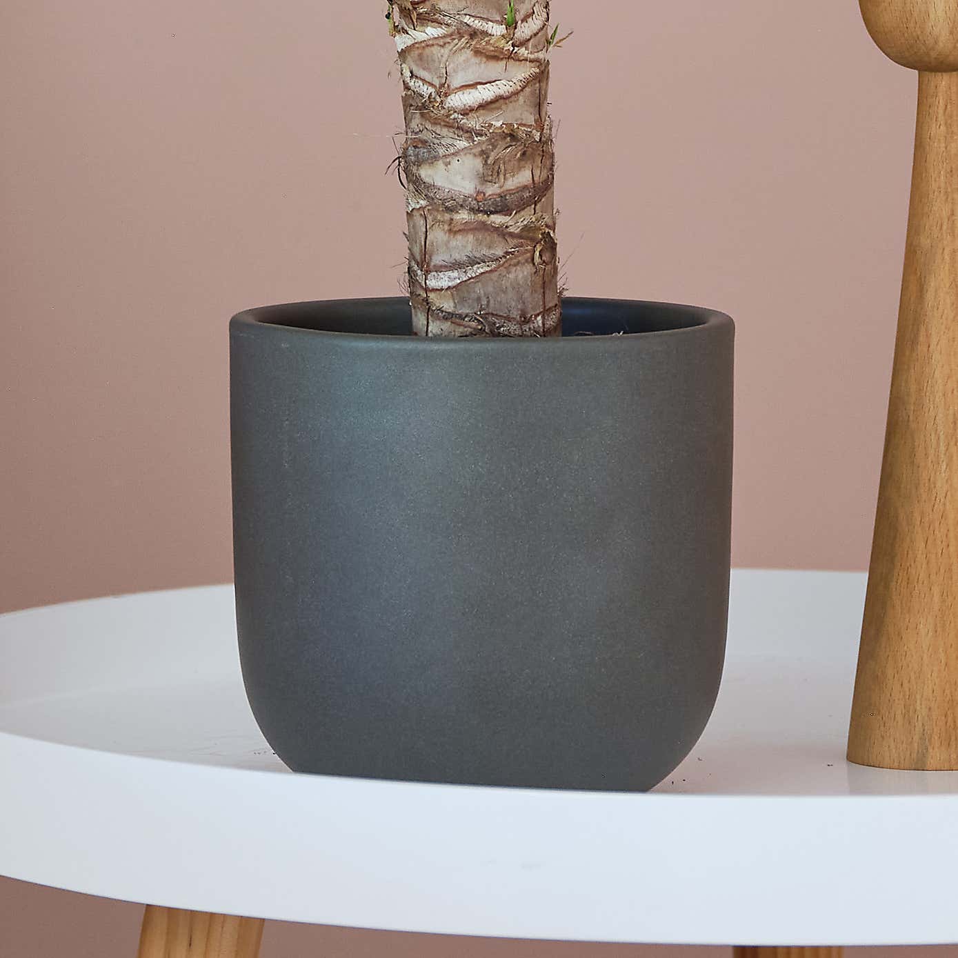 Yucca House Plant in Earthenware Pot