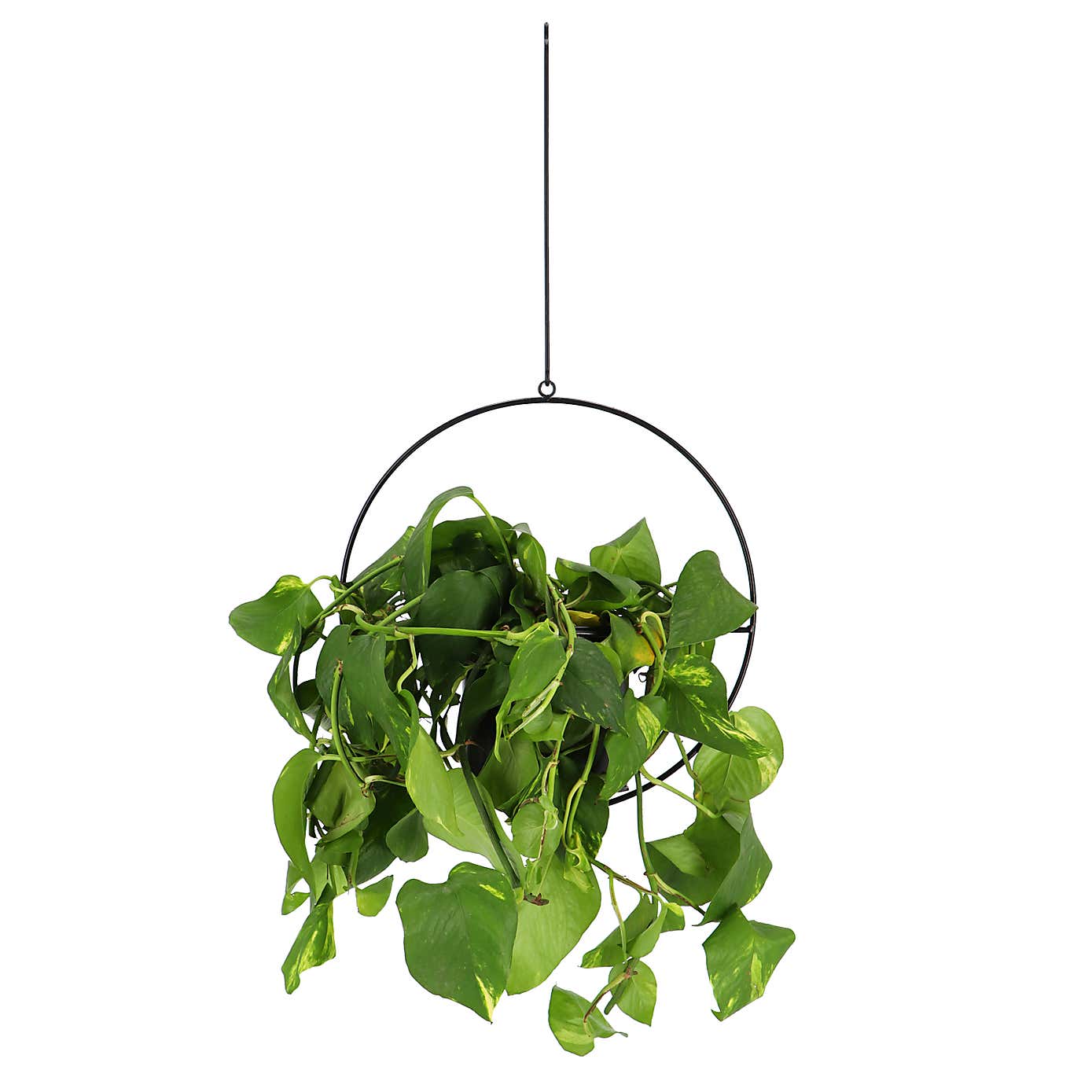 Fallen Fruits Hanging Plant Pot
