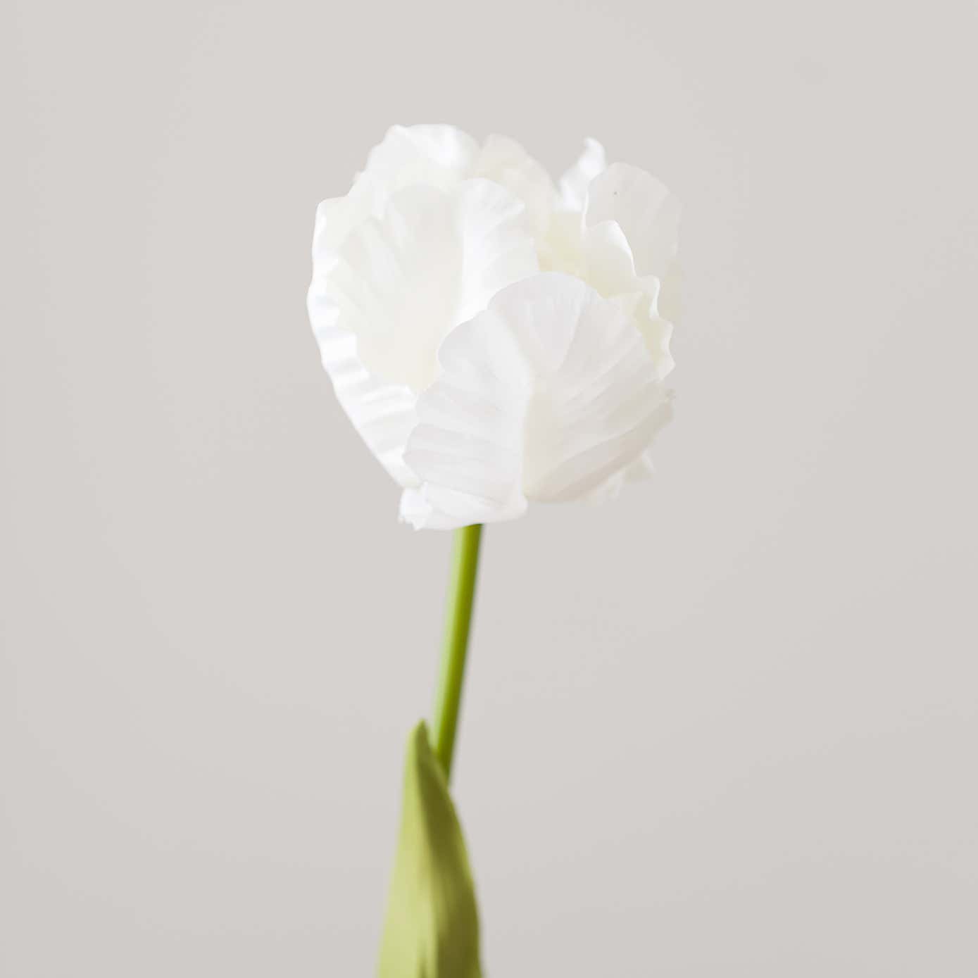 Artificial White Parrot Tulip