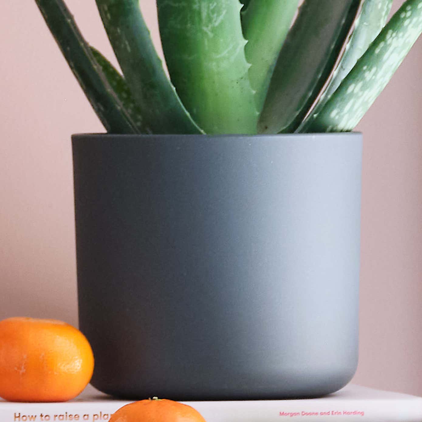 Sunny Potted House Plant Bundle