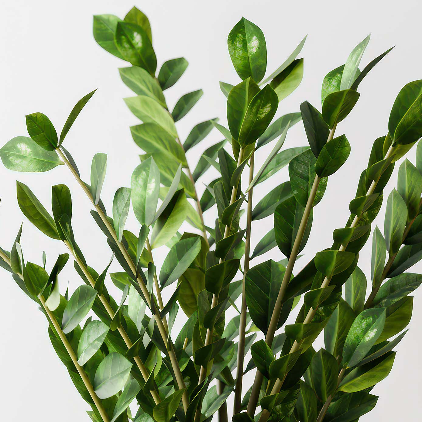 ZZ House Plant in Elho Pot