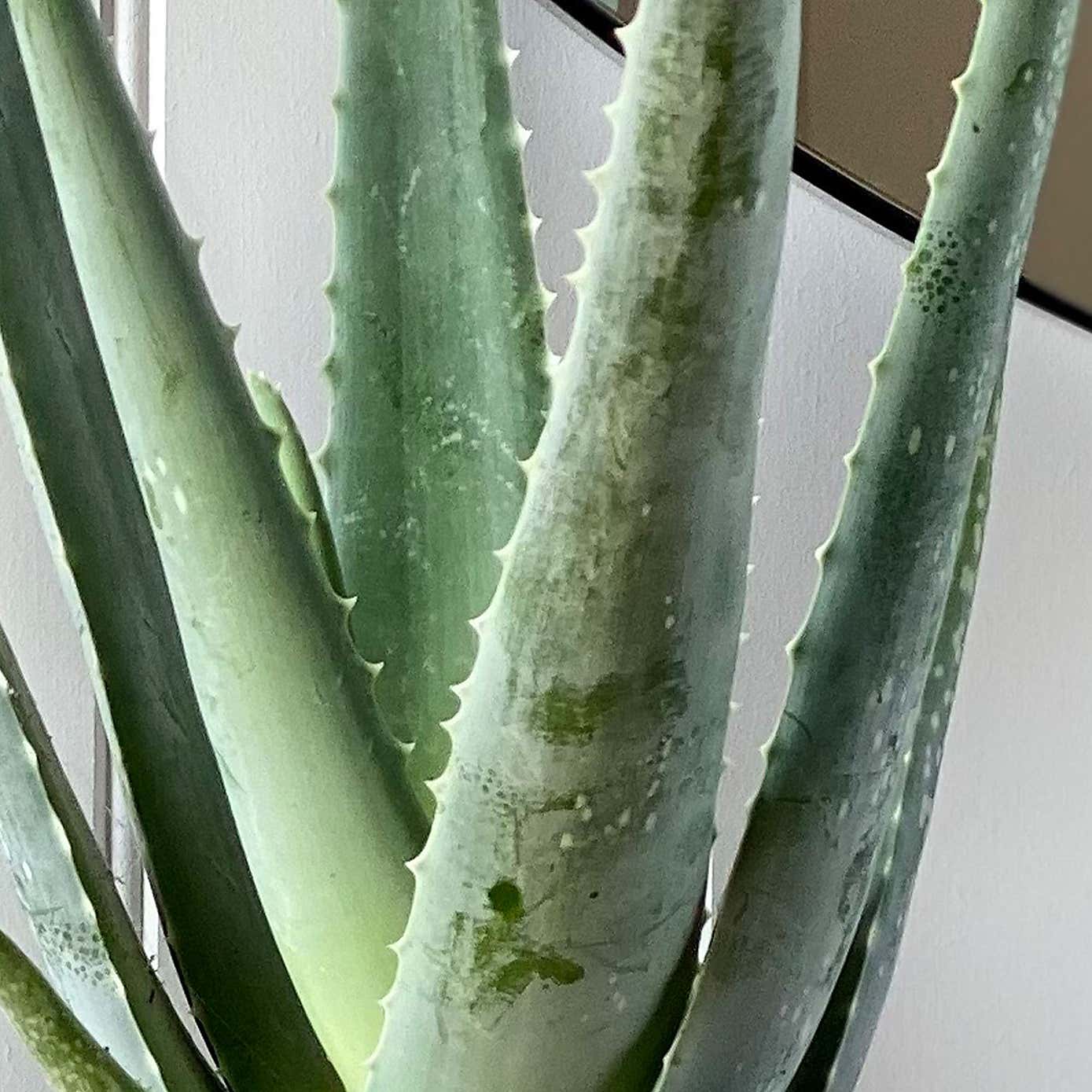 Aloe Vera House Plant Bundle