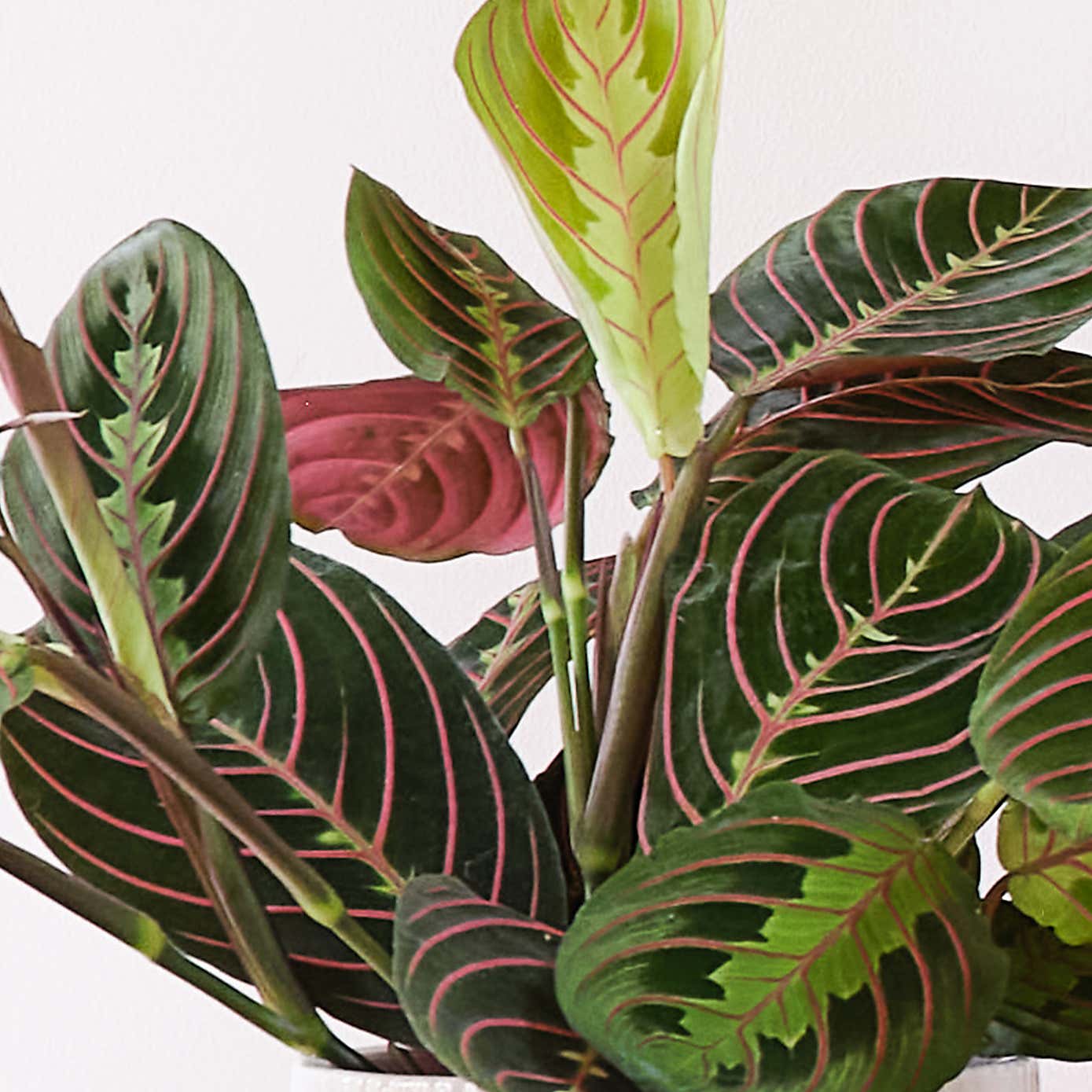 Business Potted House Plant Bundle