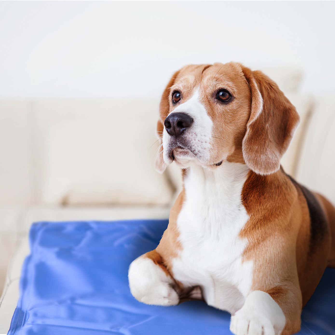 Crufts Pet Cooling Mat