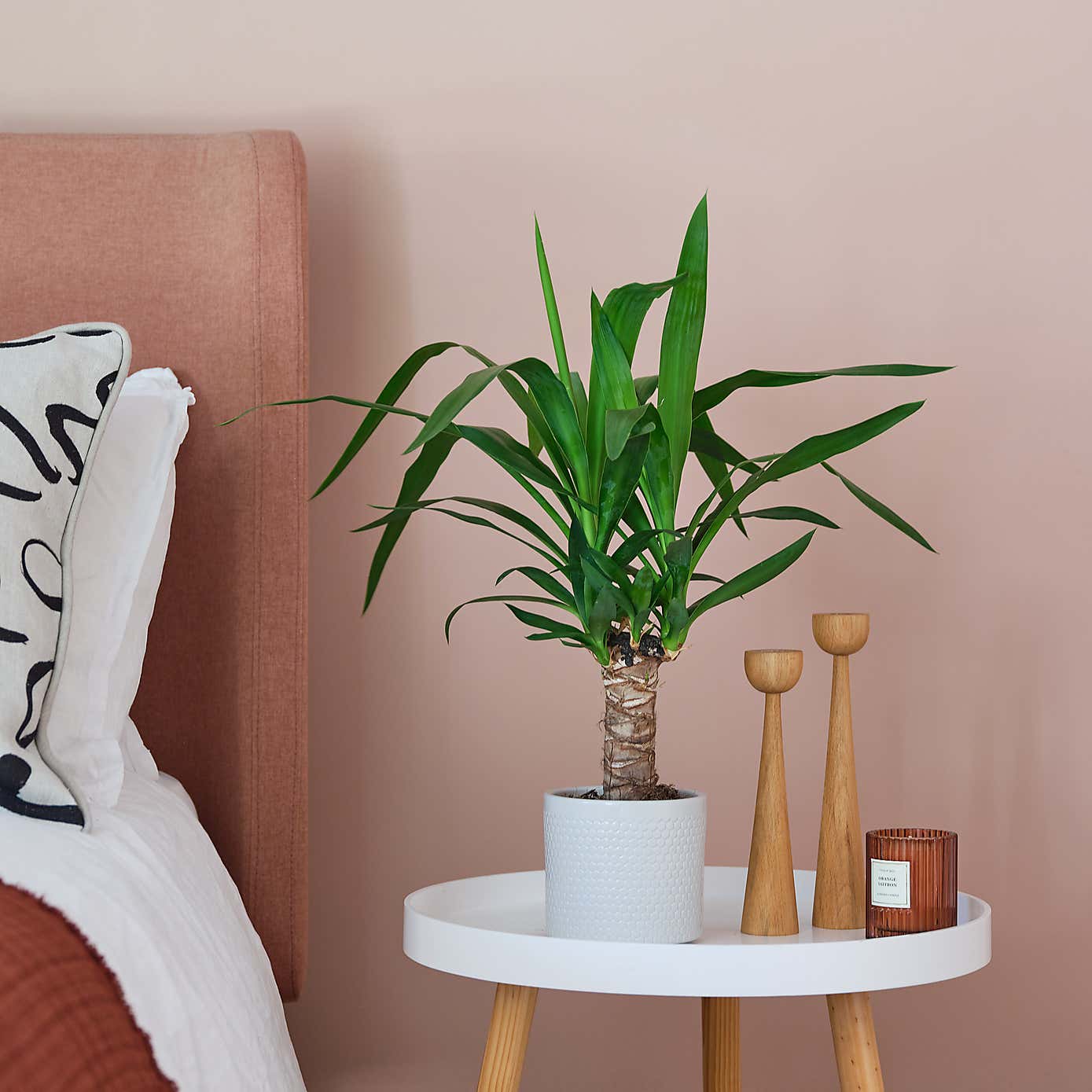 Yucca House Plant in Capri Pot