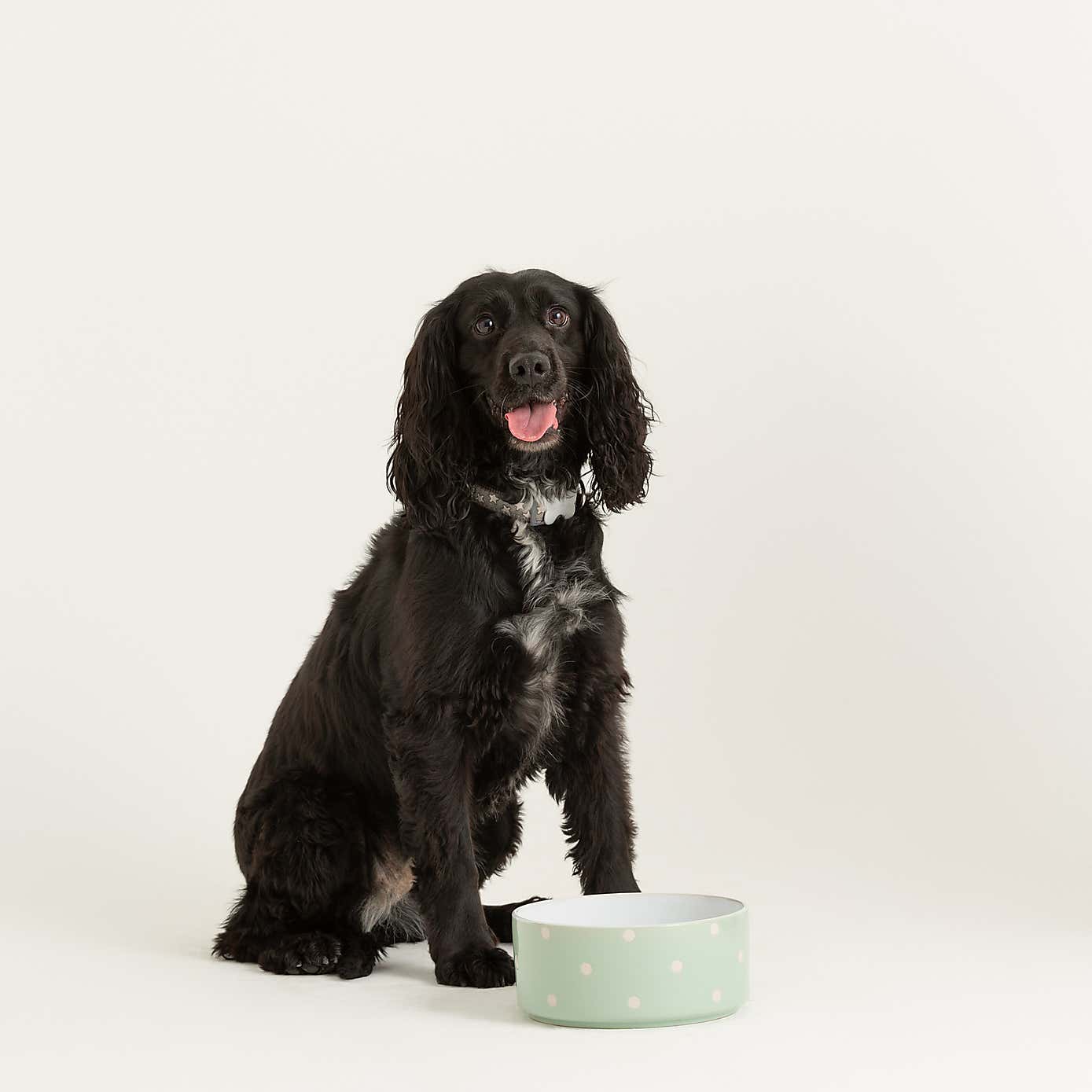 Mason Cash Set of 2 Spotty Pet Bowls