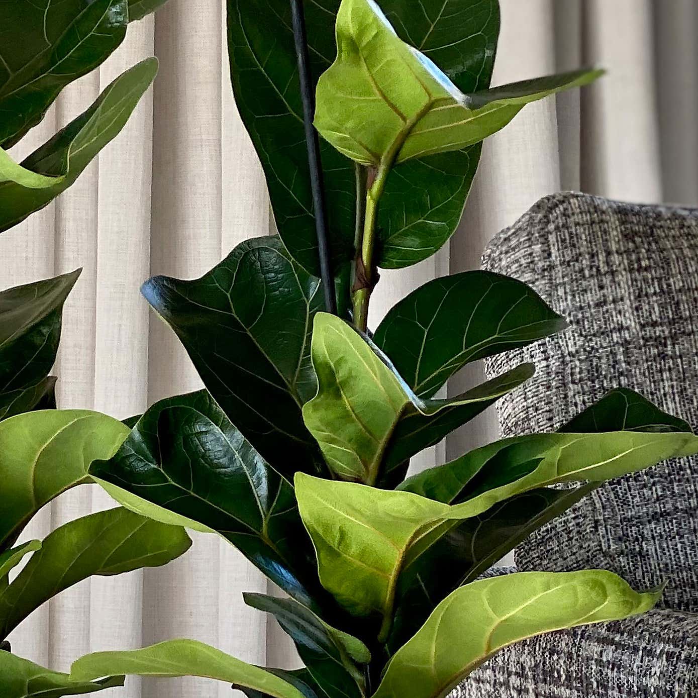 Fiddle Leaf Fig House Plant Bundle