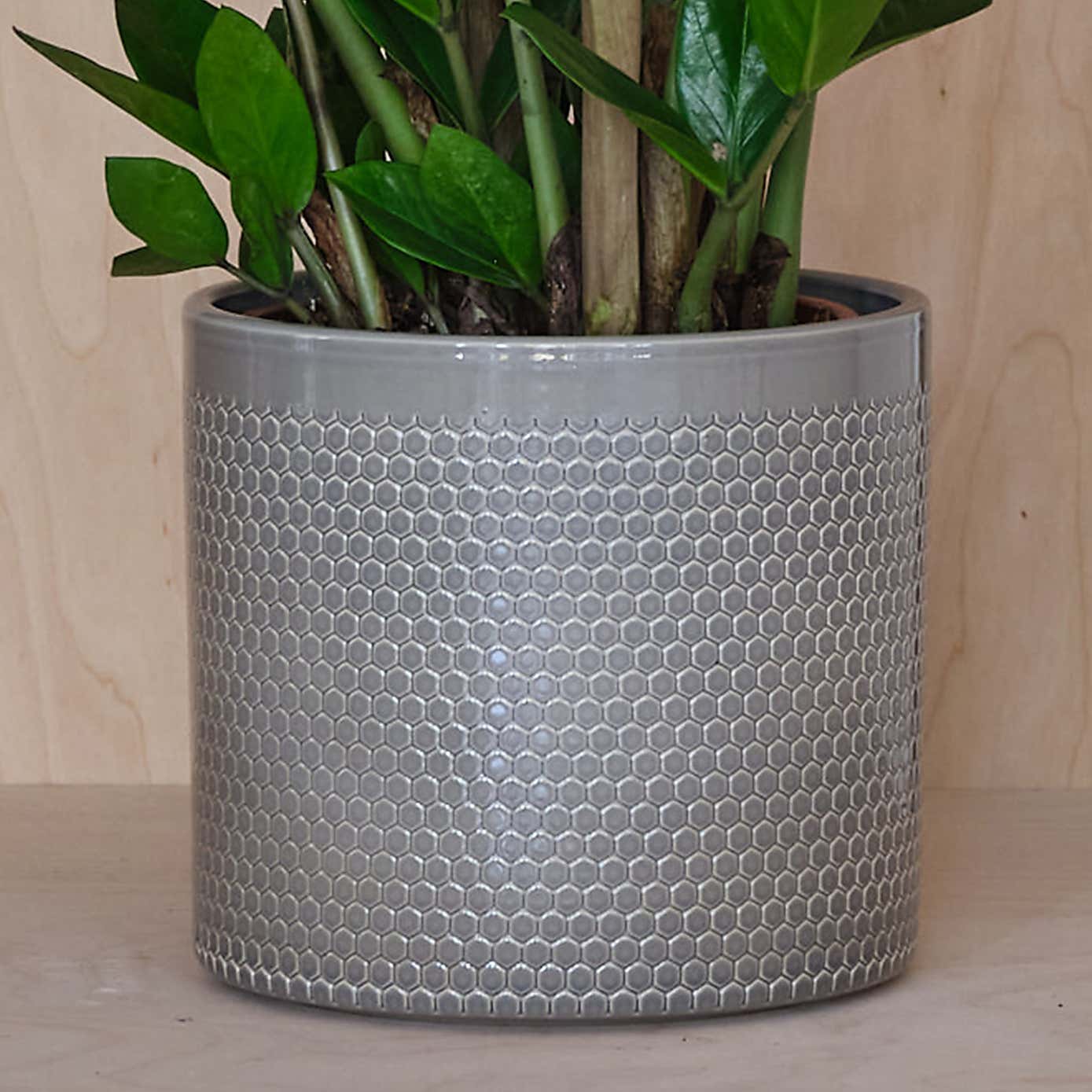 ZZ House Plant in Capri Pot