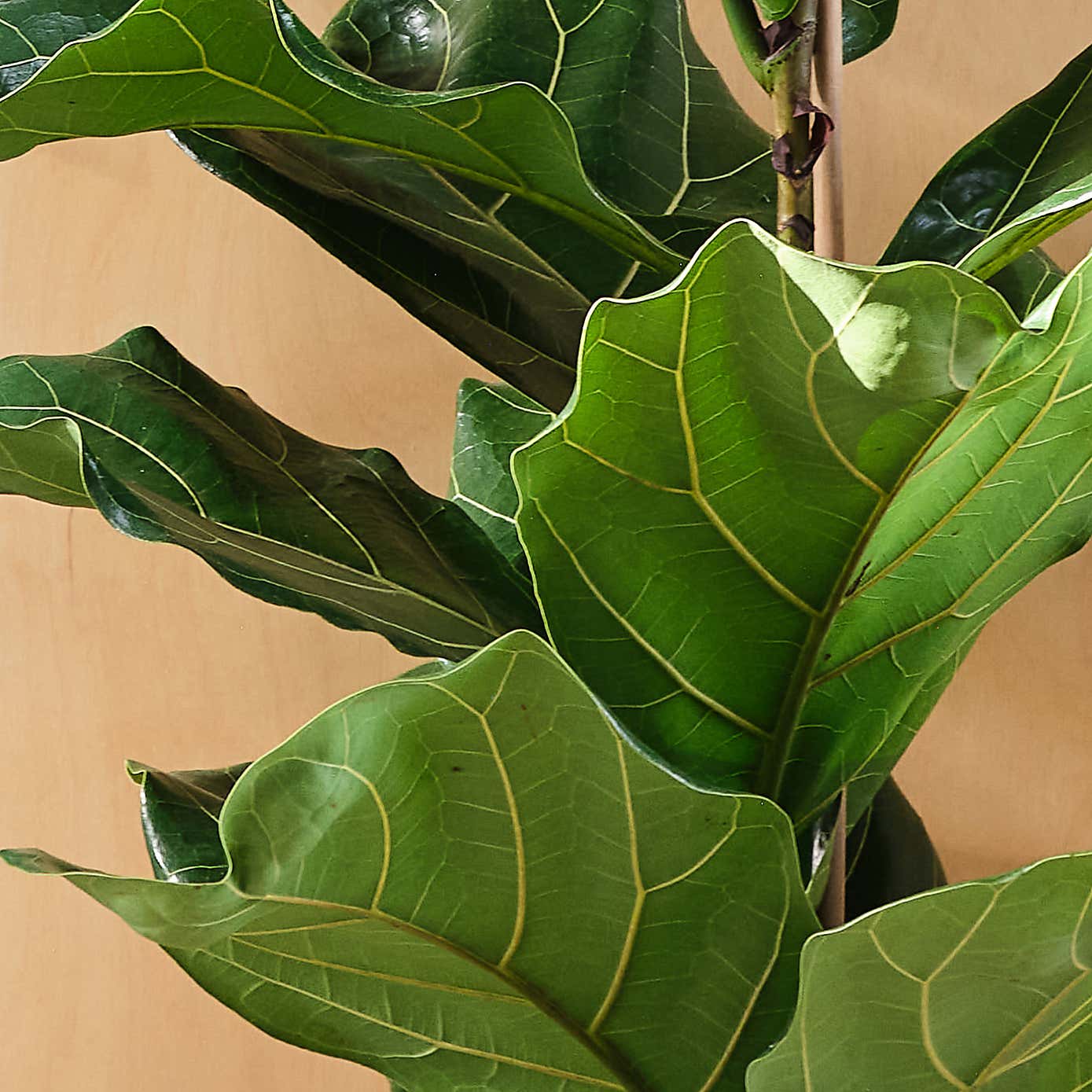 African & Fiddle Leaf Fig House Plant Bundle