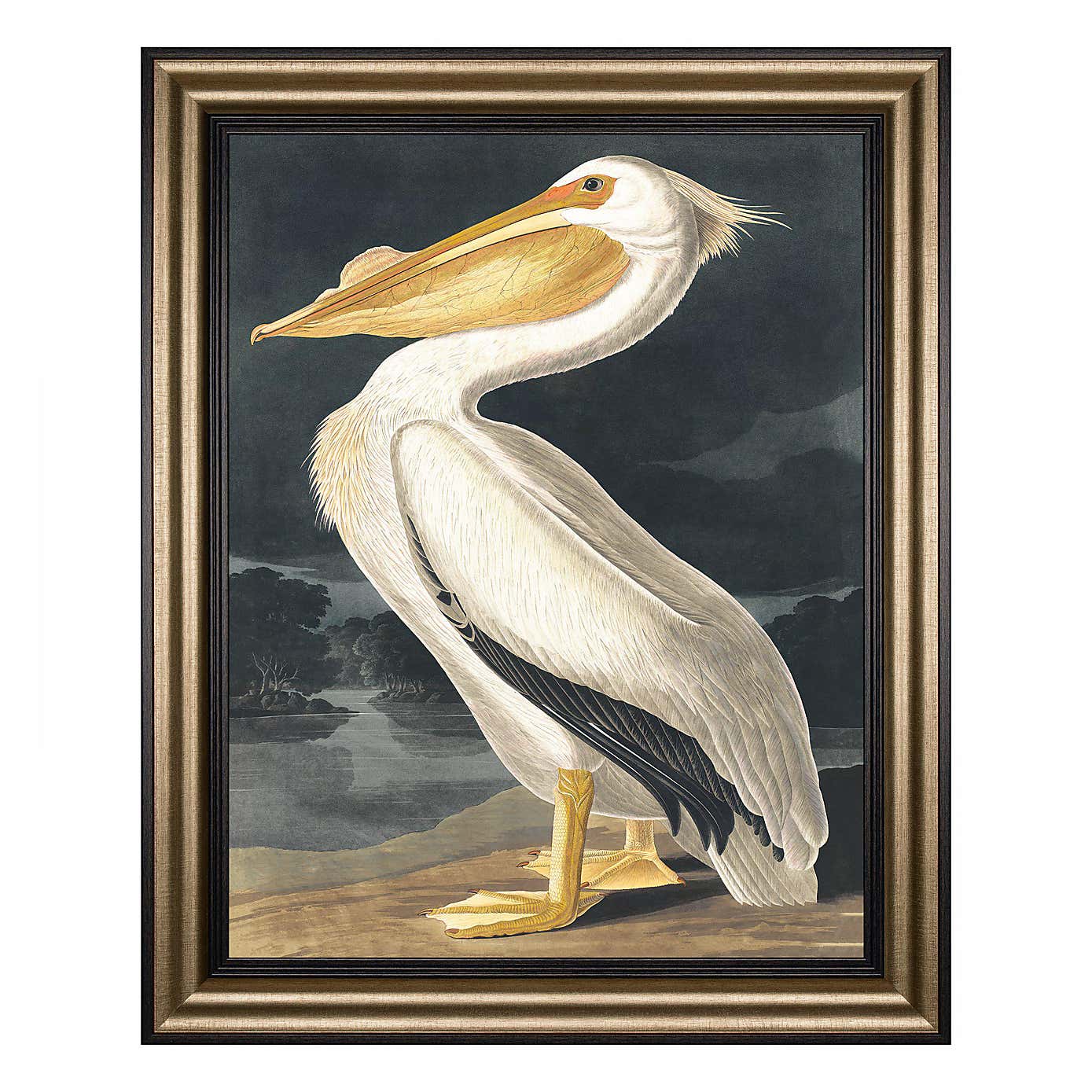 Cedar & Sage White Pelican Framed Canvas