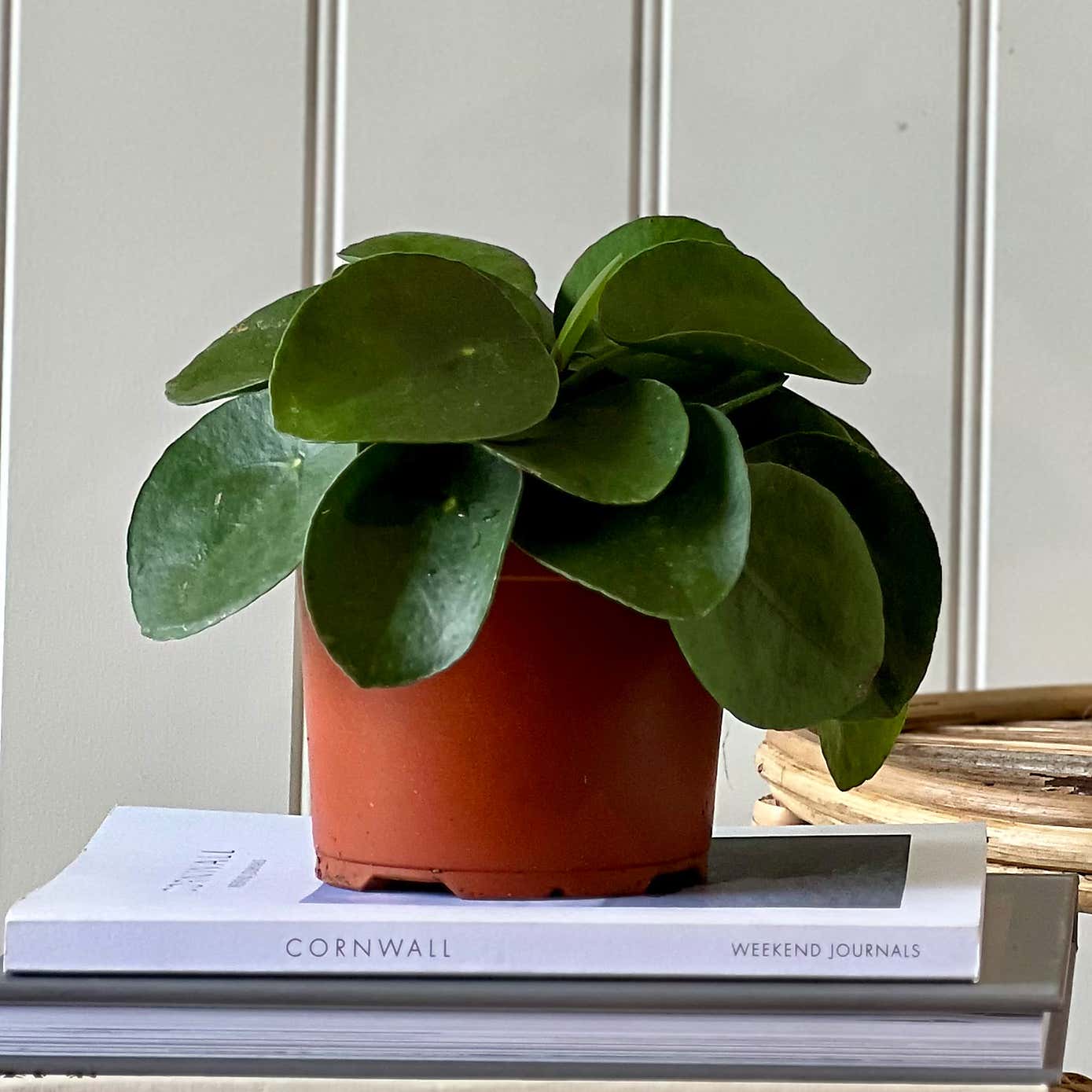 Good Fortune House Plant Bundle