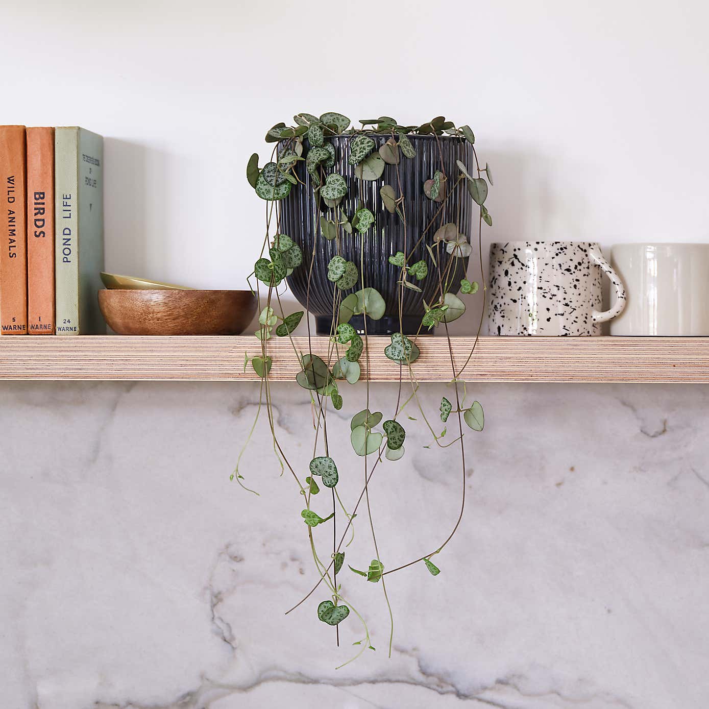 String Of Hearts House Plant in Ribbed Pot