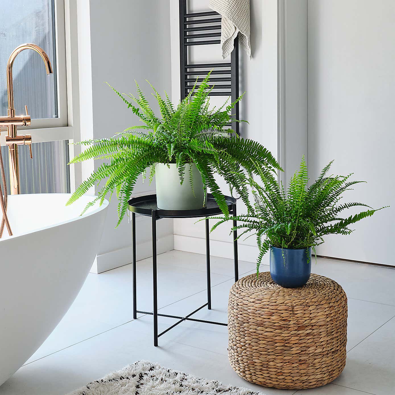 Boston Fern House Plant in Earthenware Pot