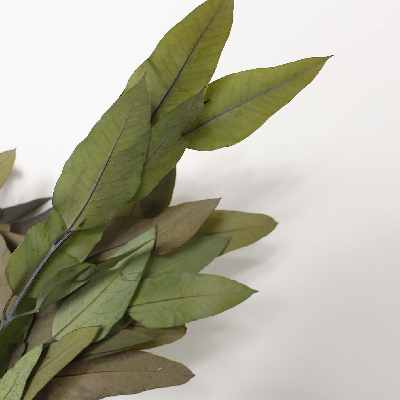 Preserved Eucalyptus Bundle