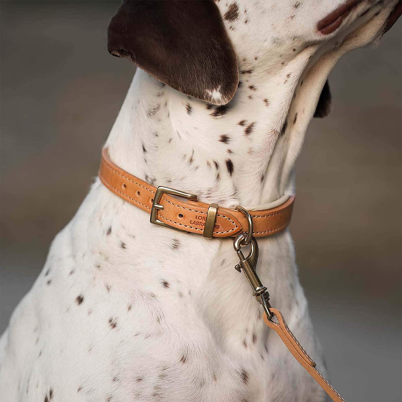 Lords and Labradors Italian Padded Leather Dog Collar